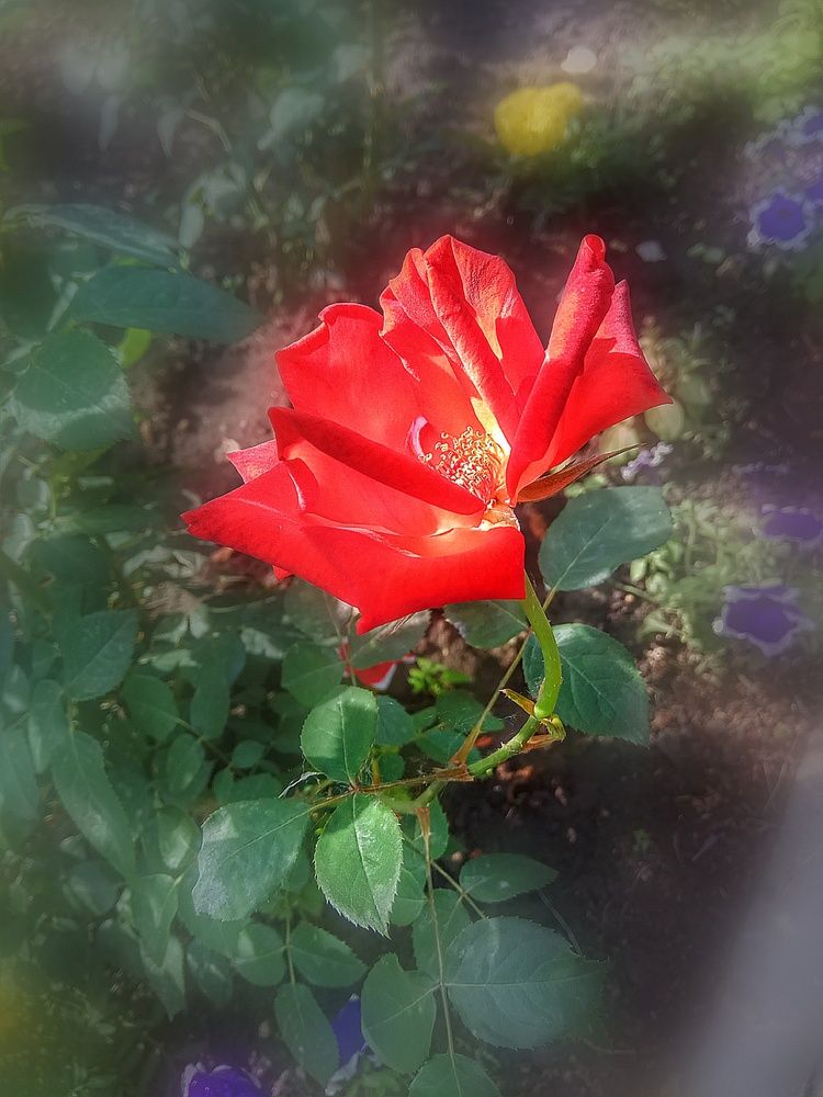 Photograph by Алла Холодова