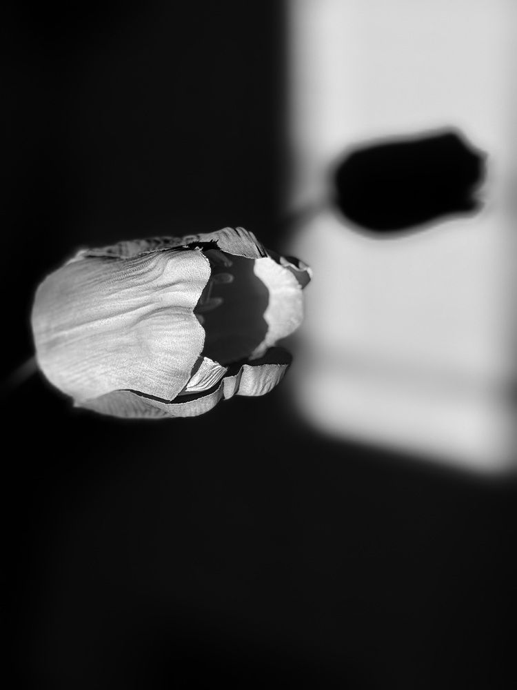 Photograph by Алла Киселева