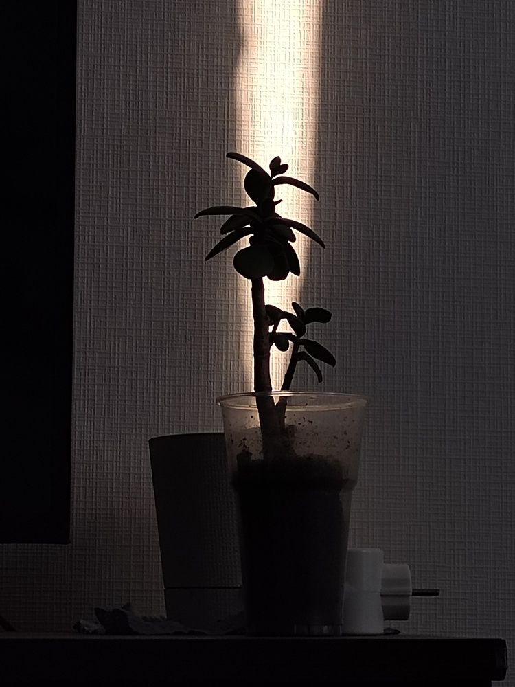 Photo #13454646