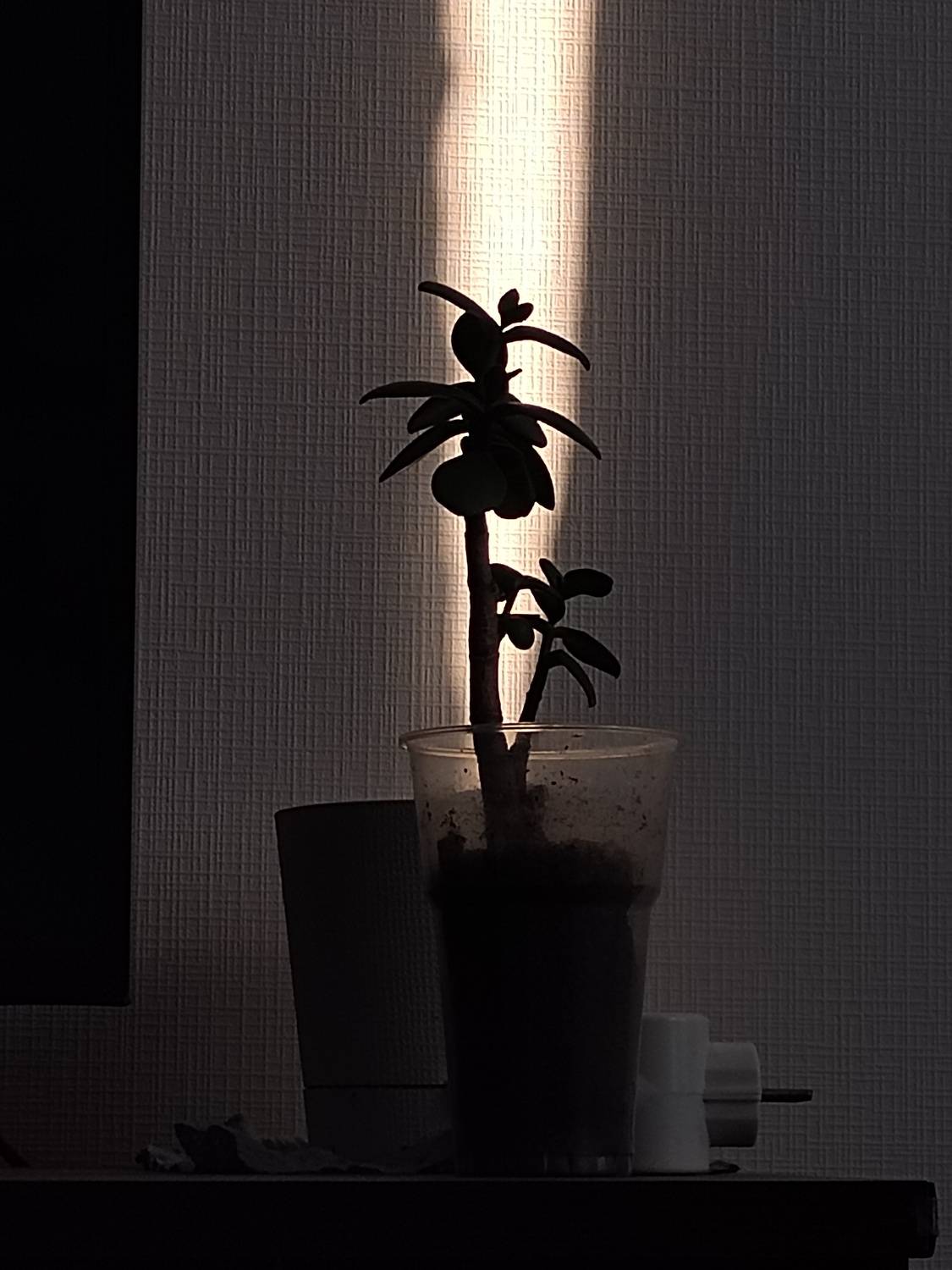 Photo #13454646