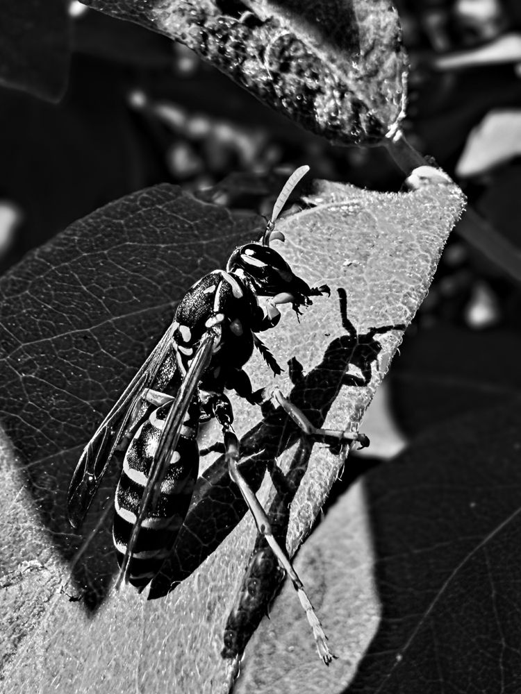 Photograph by Елена Чулюнина