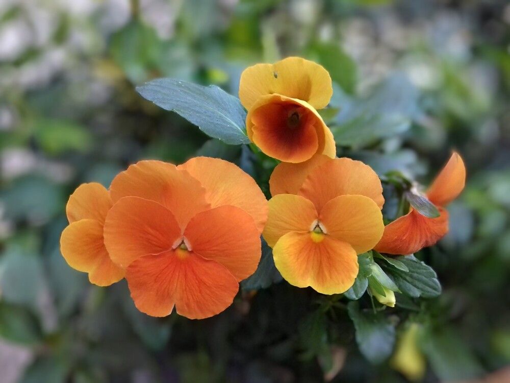 Pansy