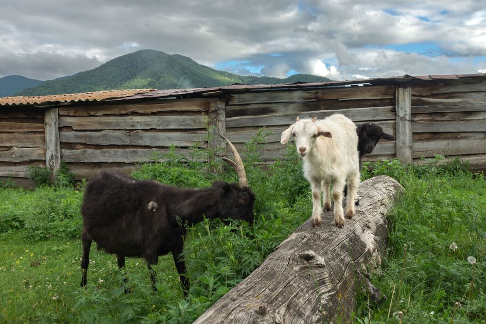Photograph by Olga Sharikova