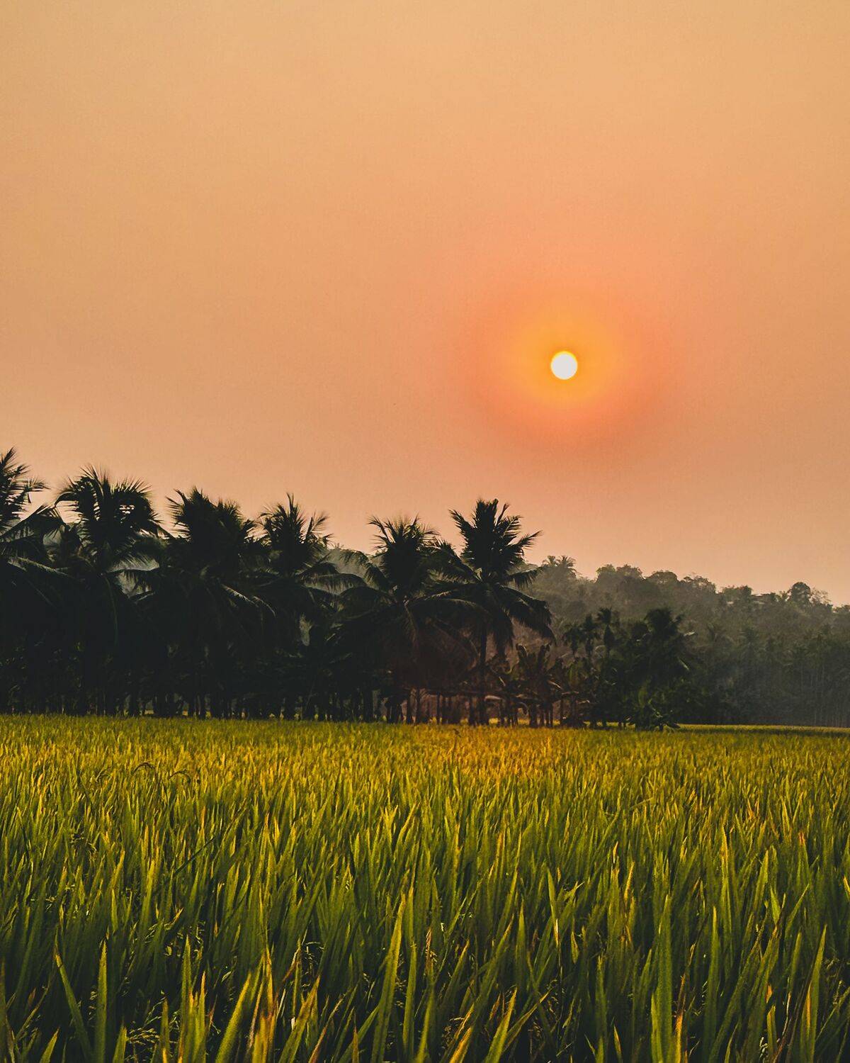 Fields of Quiet Light