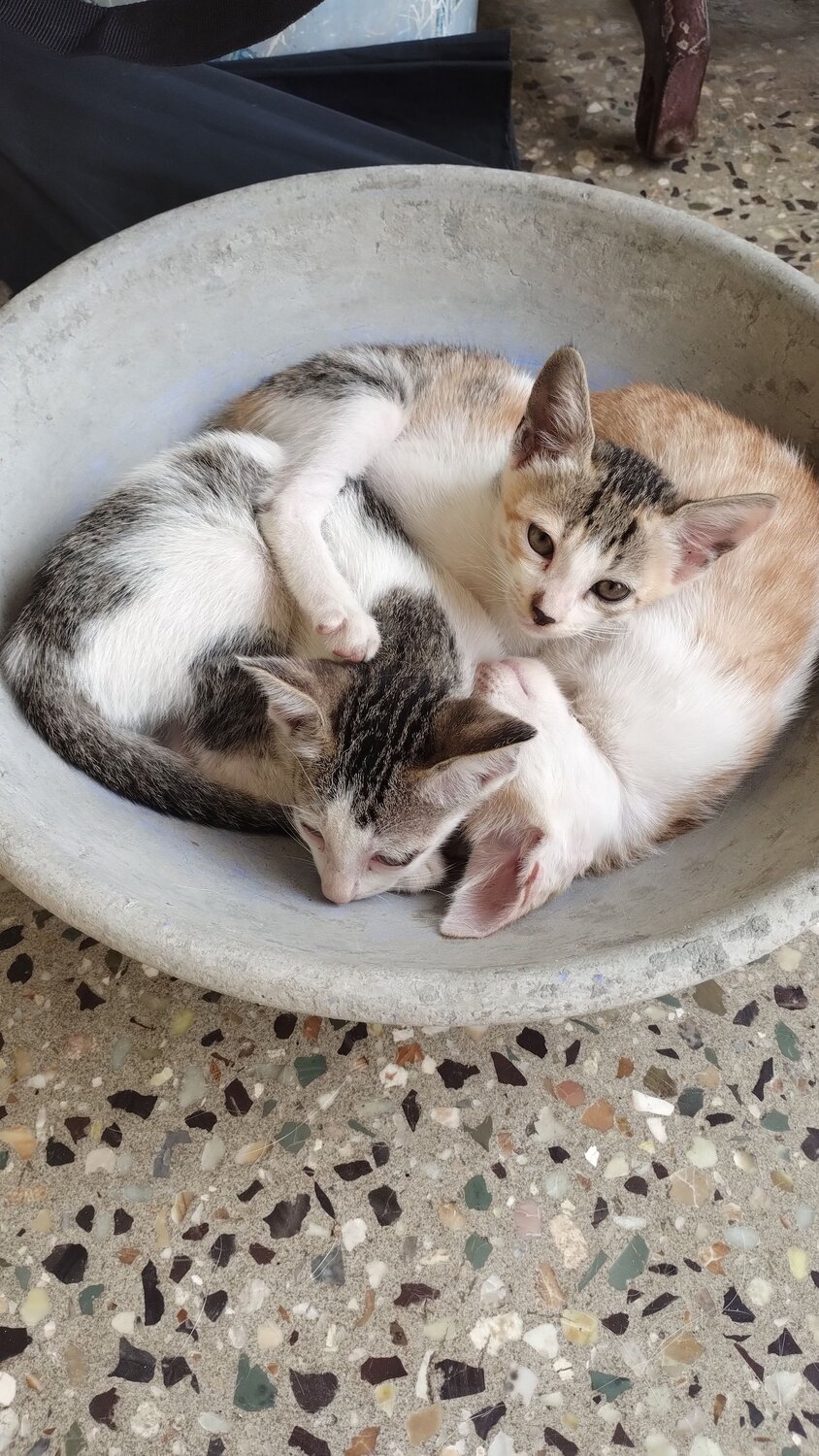 Photo #13456314