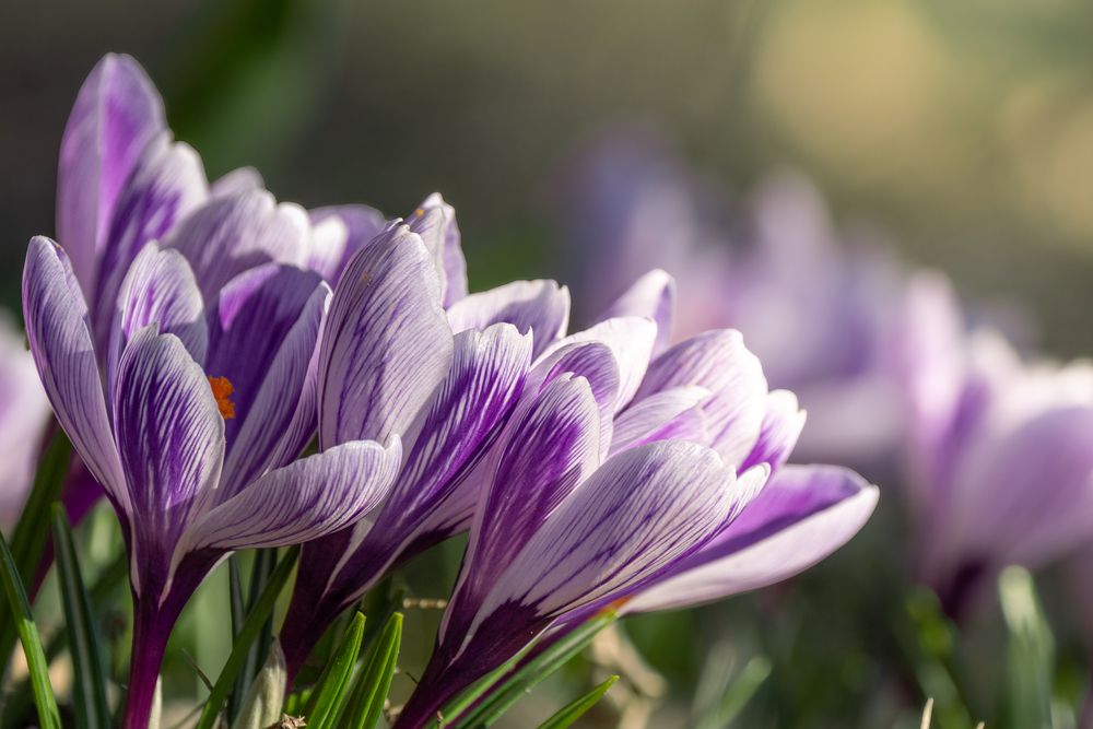 Spring Crocus Cluster