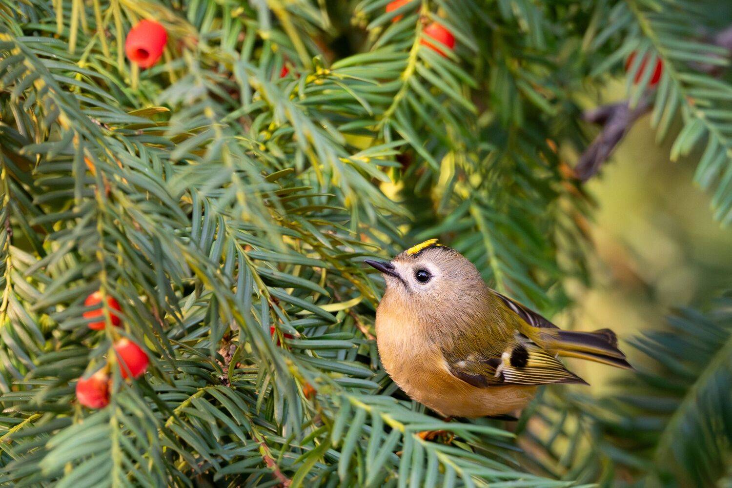 The Smallest Sovereign of the Evergreen