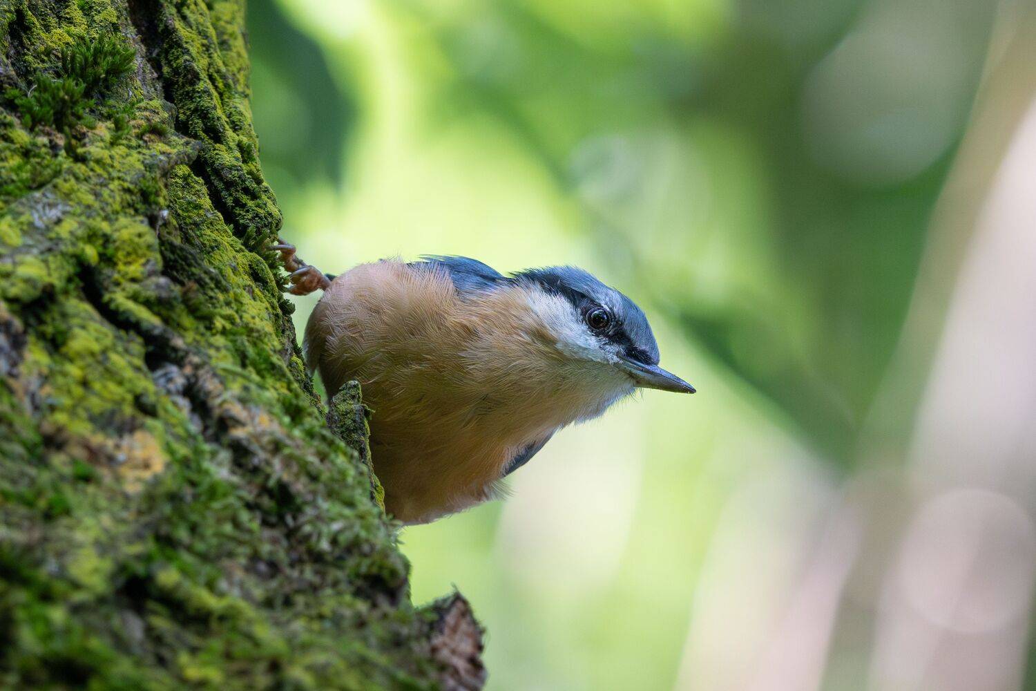 Nuthatch in Green