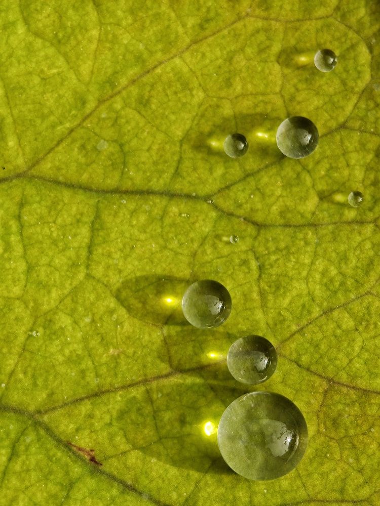 Photograph by Anil Yadav
