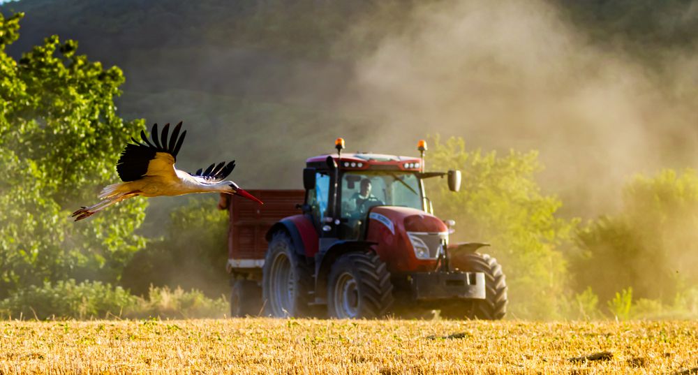 Stork during wheat harvest