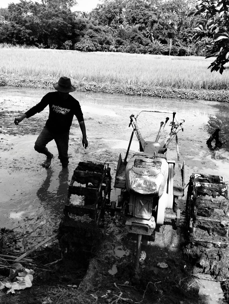 Membajak Di sawah