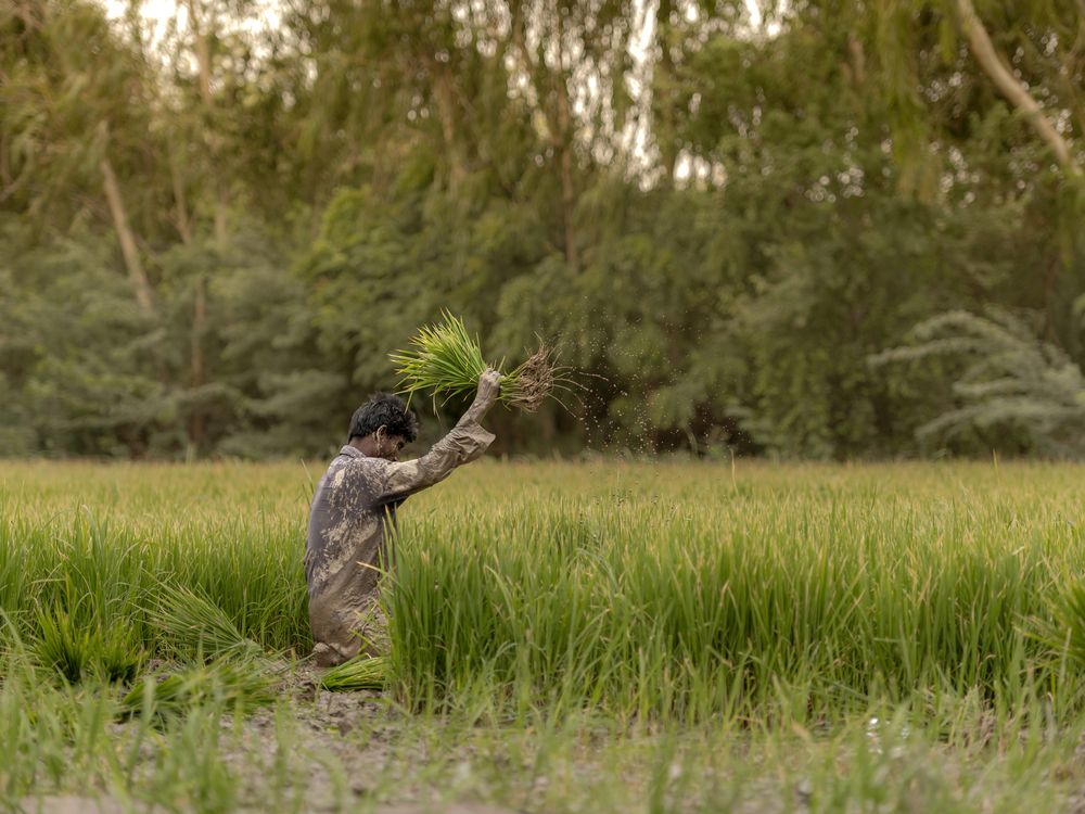 Photograph by Jamal Uddin