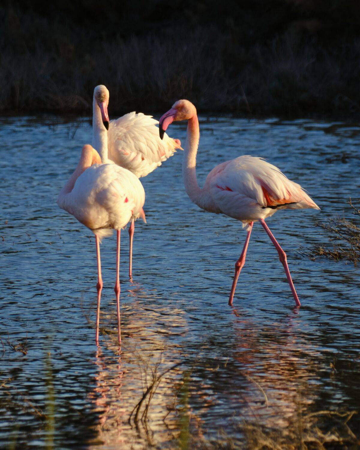 Третьим будешь?