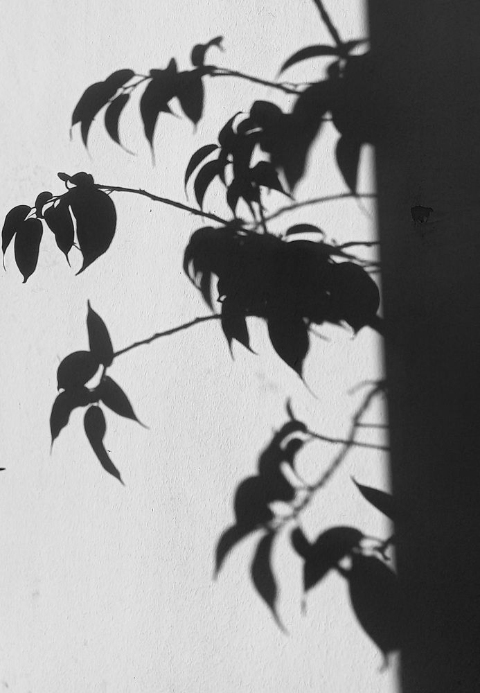 Photo #13457522
