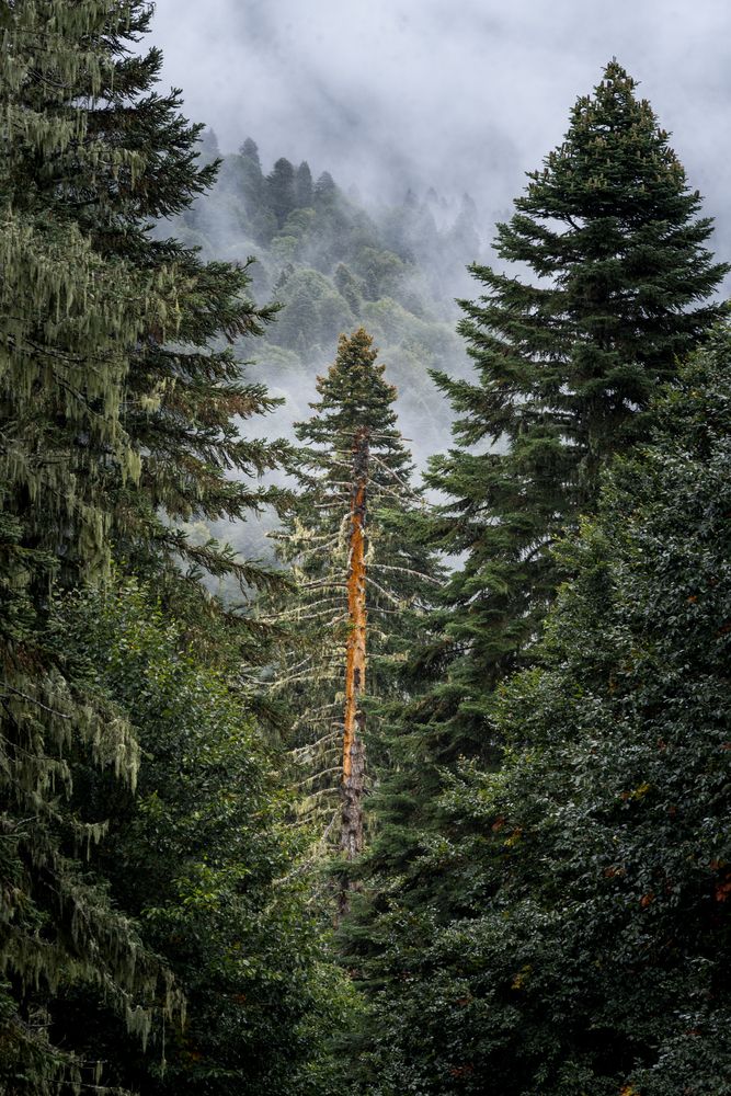 Photograph by Кузнецов Александр