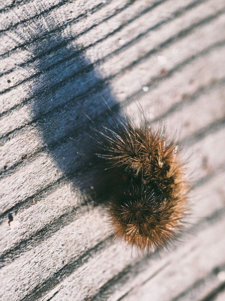 Photograph by Галина Бессуднова