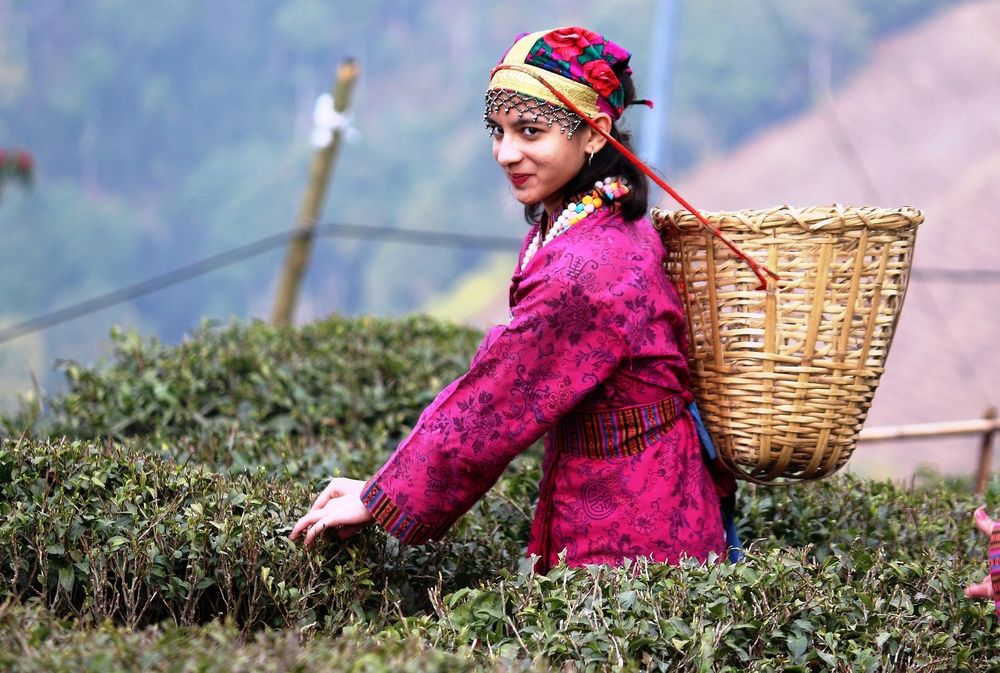 ID: Darjeeling Traditional Tea Pluckers