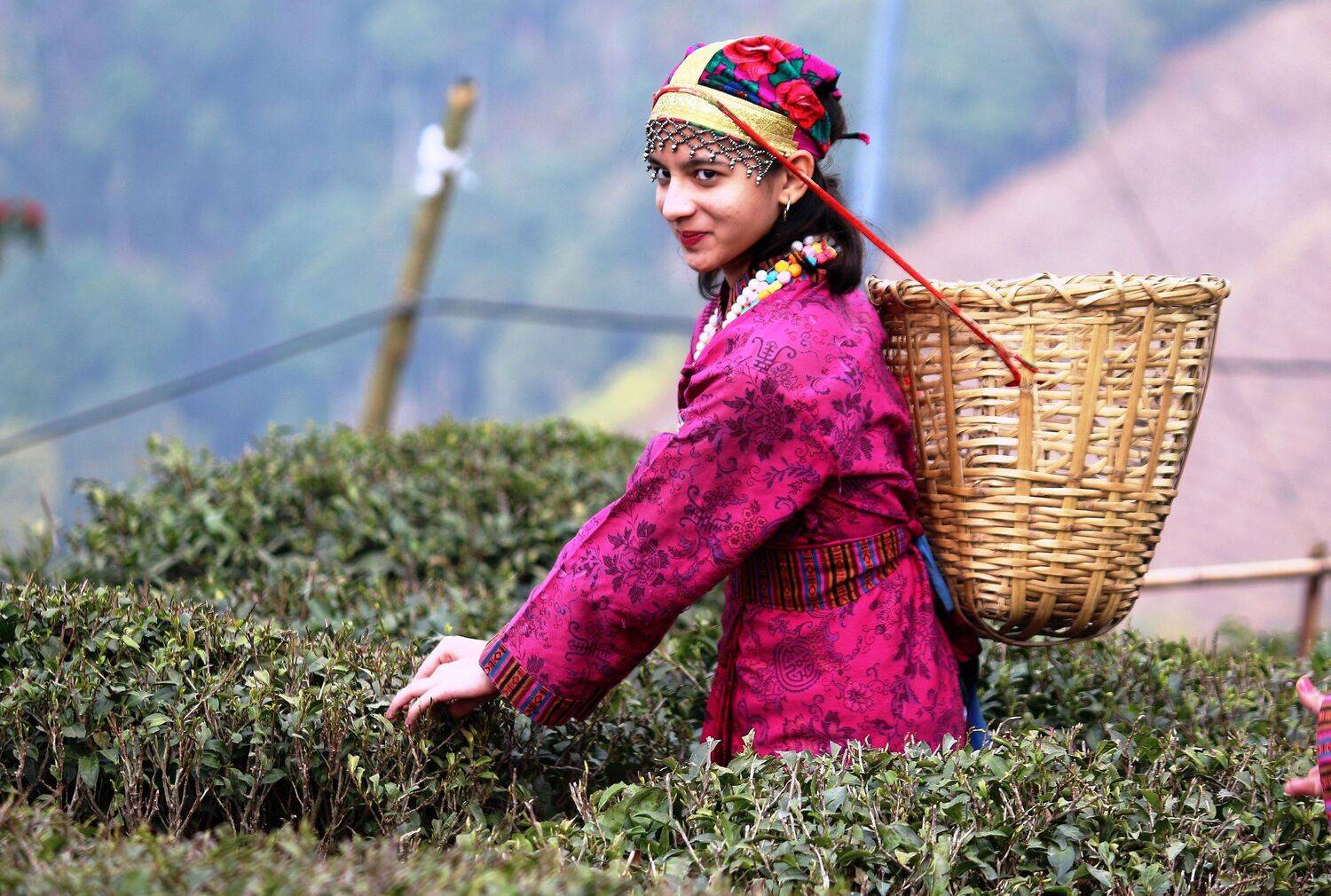 ID: Darjeeling Traditional Tea Pluckers