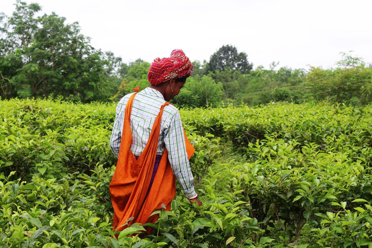 ID: Tea Pluckier on Tea Plantation Field ID: Tea Pluckier on Tea Plantation Field