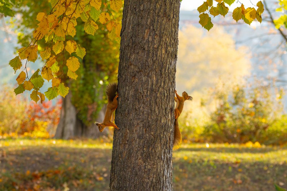 Golden Morning on the Hazel