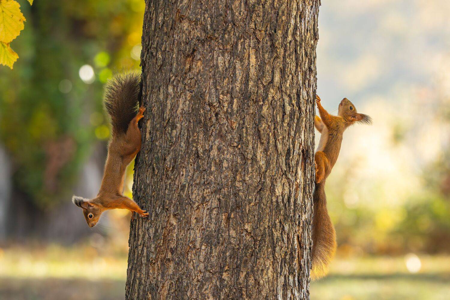 Two Sides of a Story