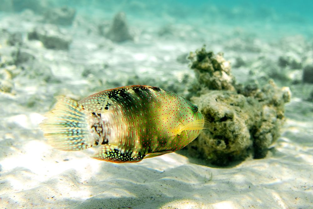 Photograph by Aleksandr Solovev