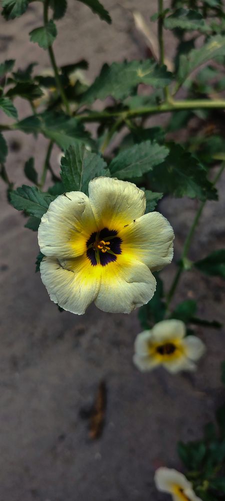 Golden Heart in Bloom