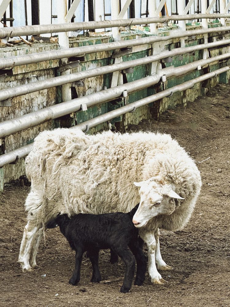 Photograph by Елена Чулюнина