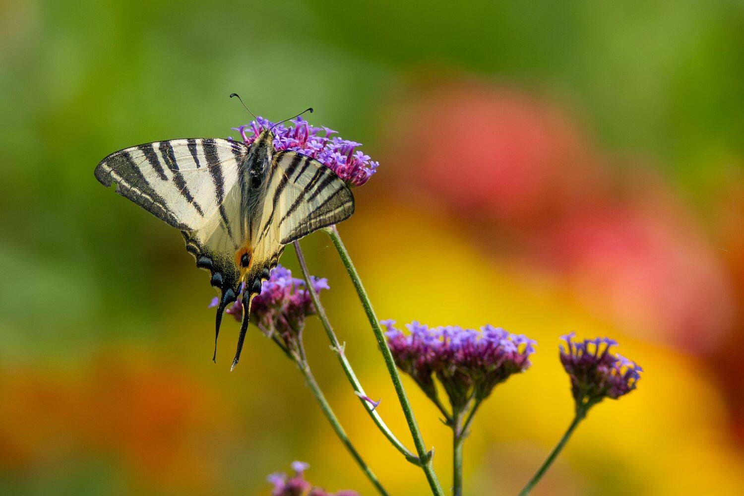 Swallowtail in Colours