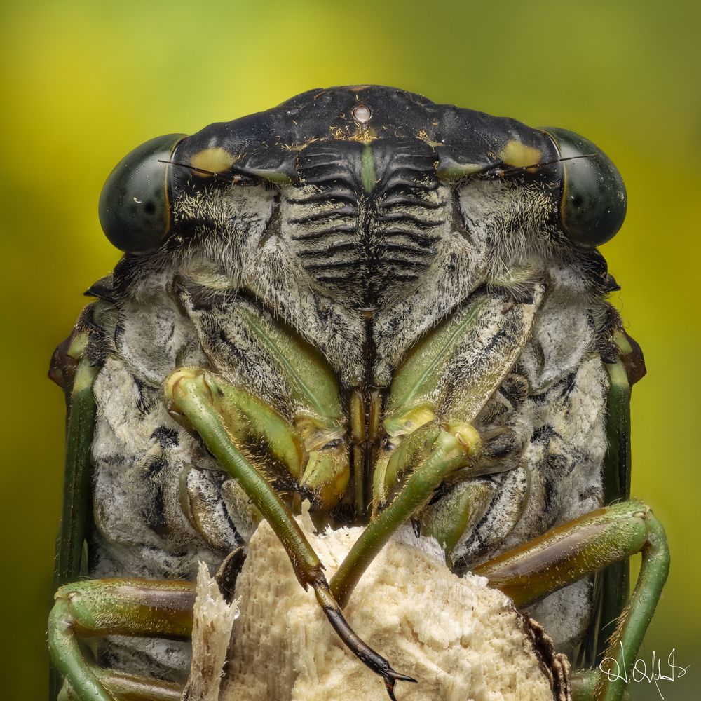 Swamp Cicada Portrait - Neotibicen tibicen