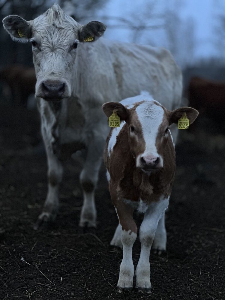 Photograph by Nataliia Pentjusa