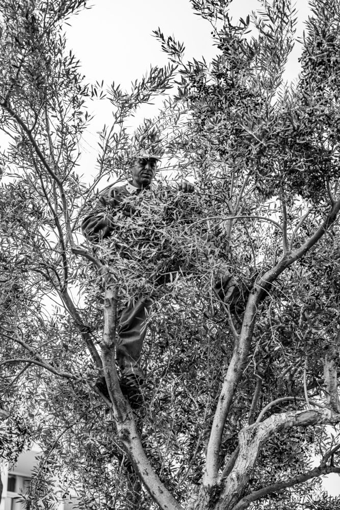 Olive Harvester