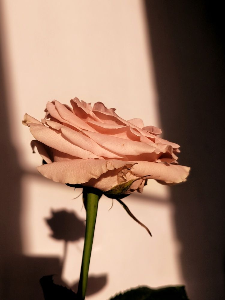 Photograph by Елена Гостева
