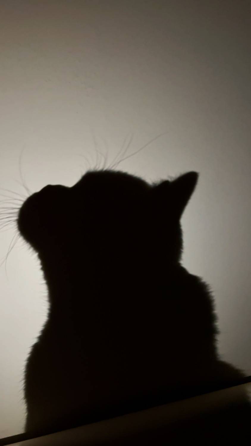 Тень Сенсея