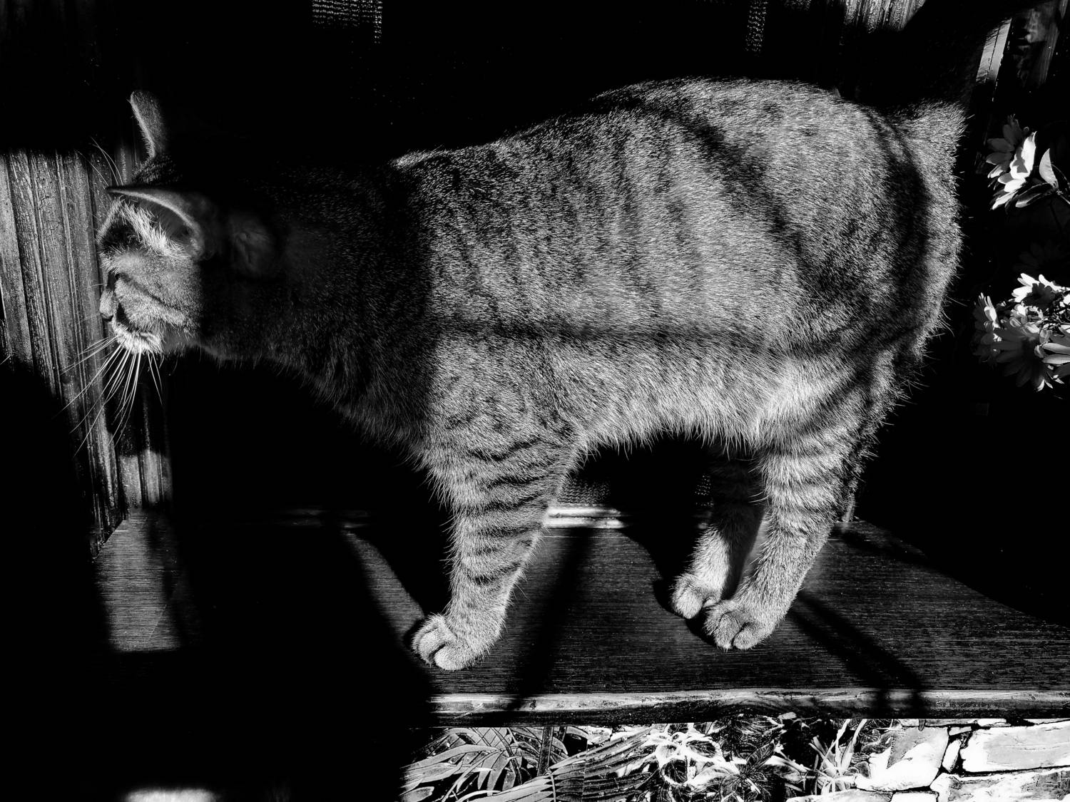 Photo #13461625