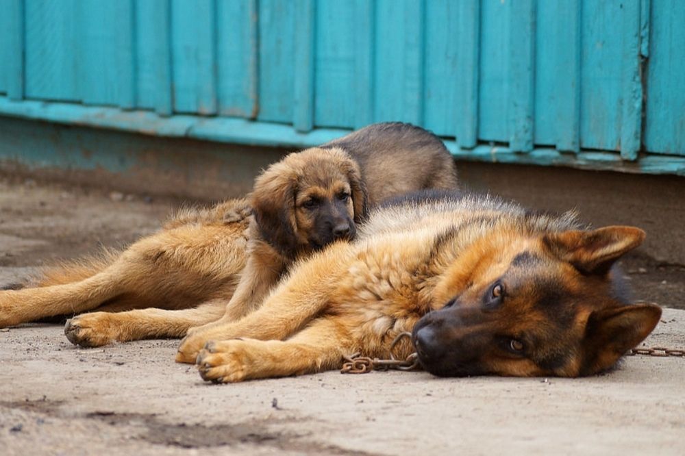 Photograph by Ольга Шангареева