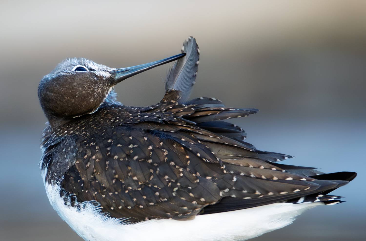 Чистит чёрный свой кафтан