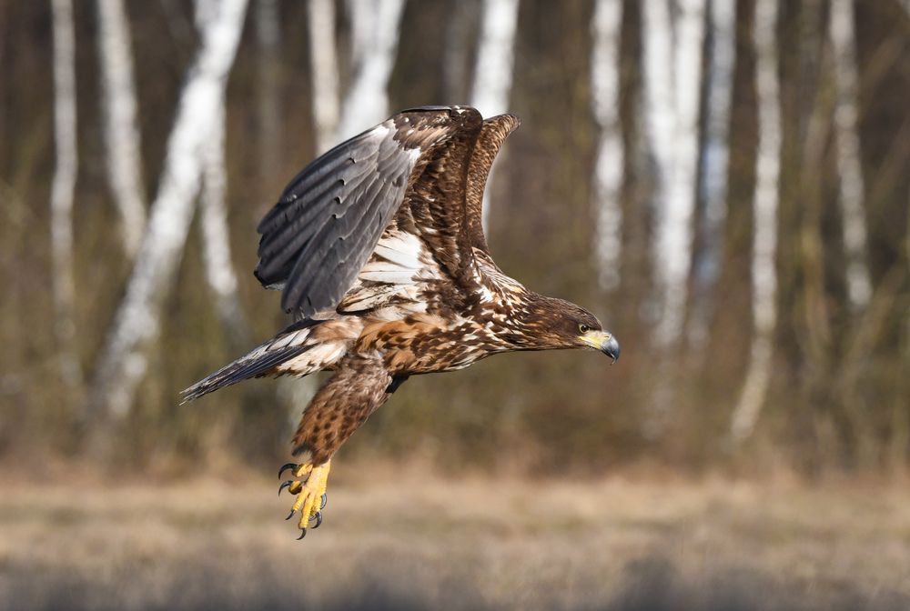 White-tailed eagle