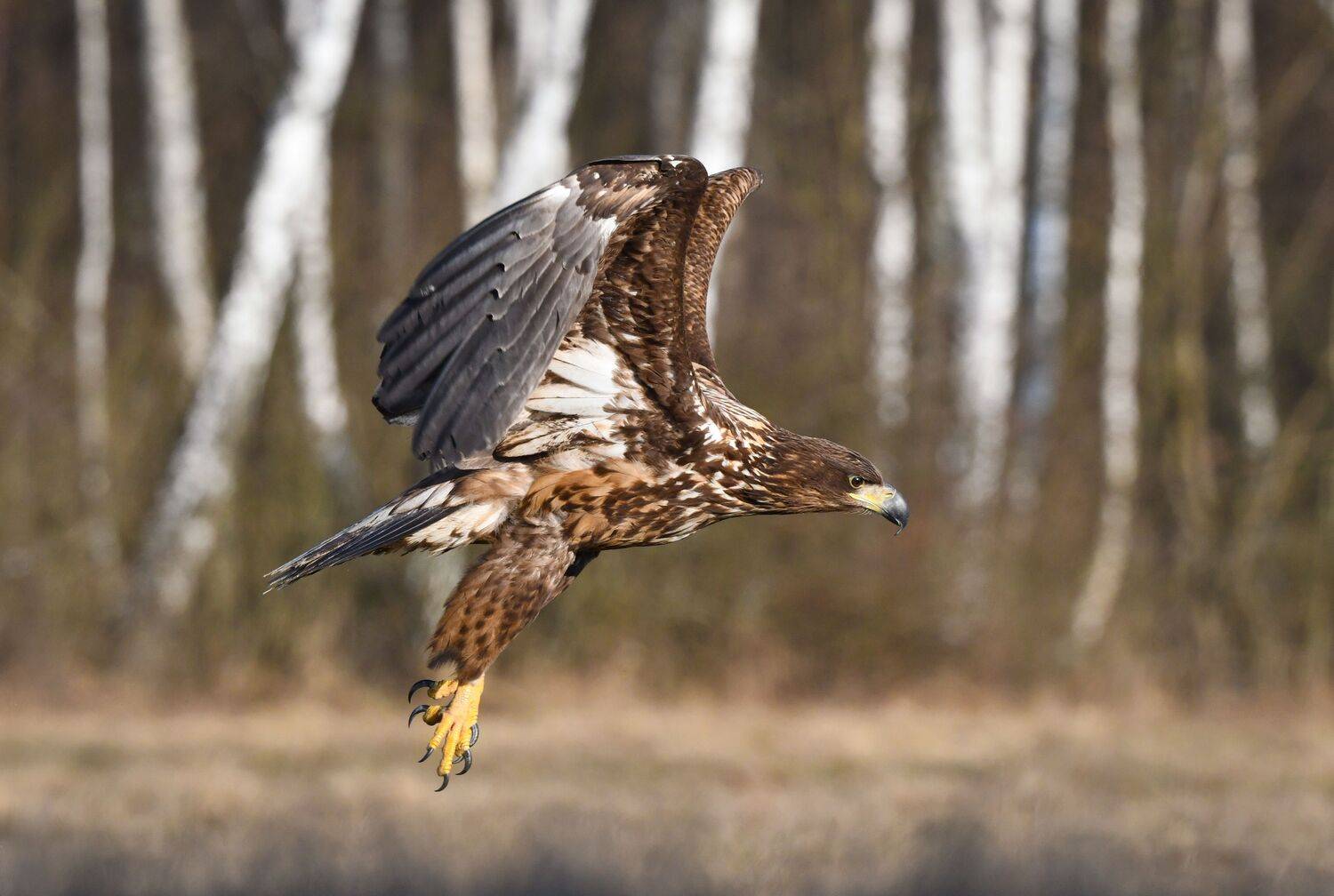 White-tailed eagle