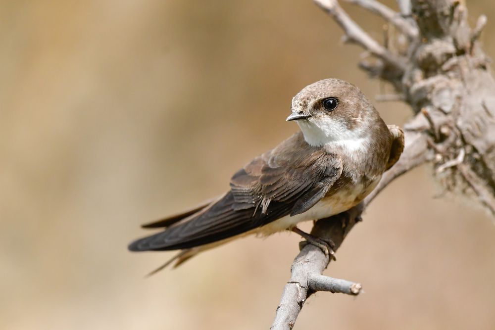 Sand martin