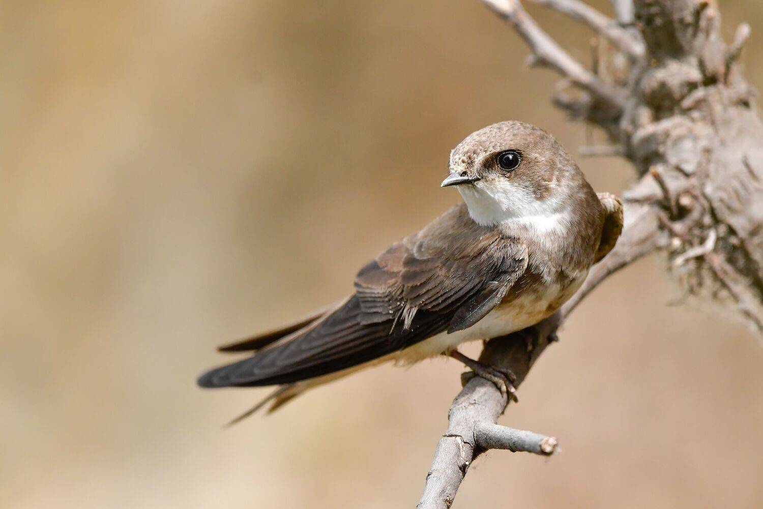 Sand martin