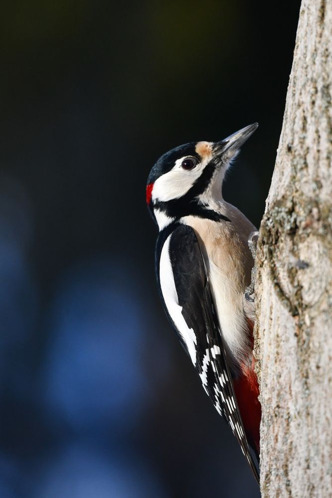 Great spotted woodpecker