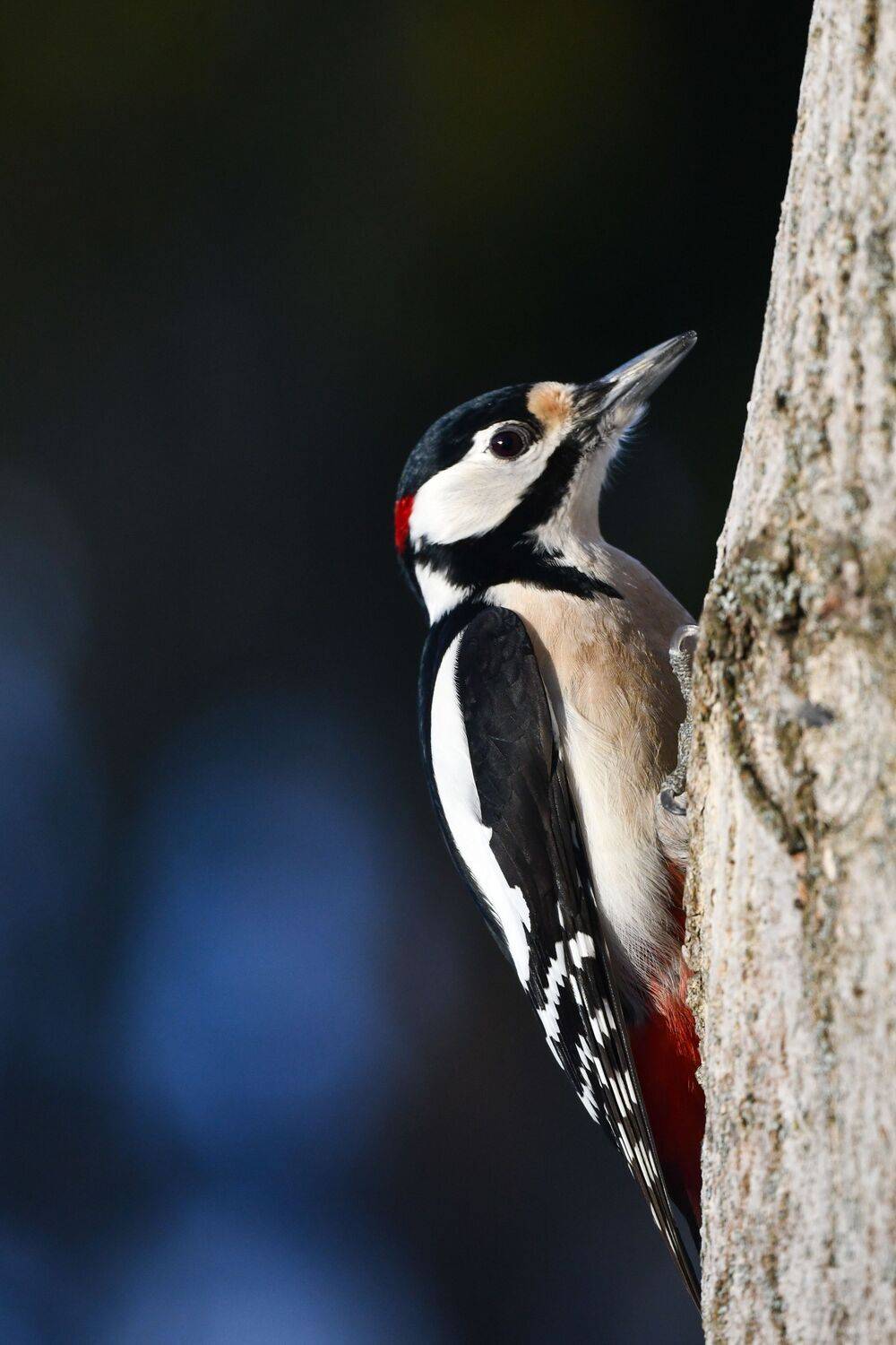 Great spotted woodpecker