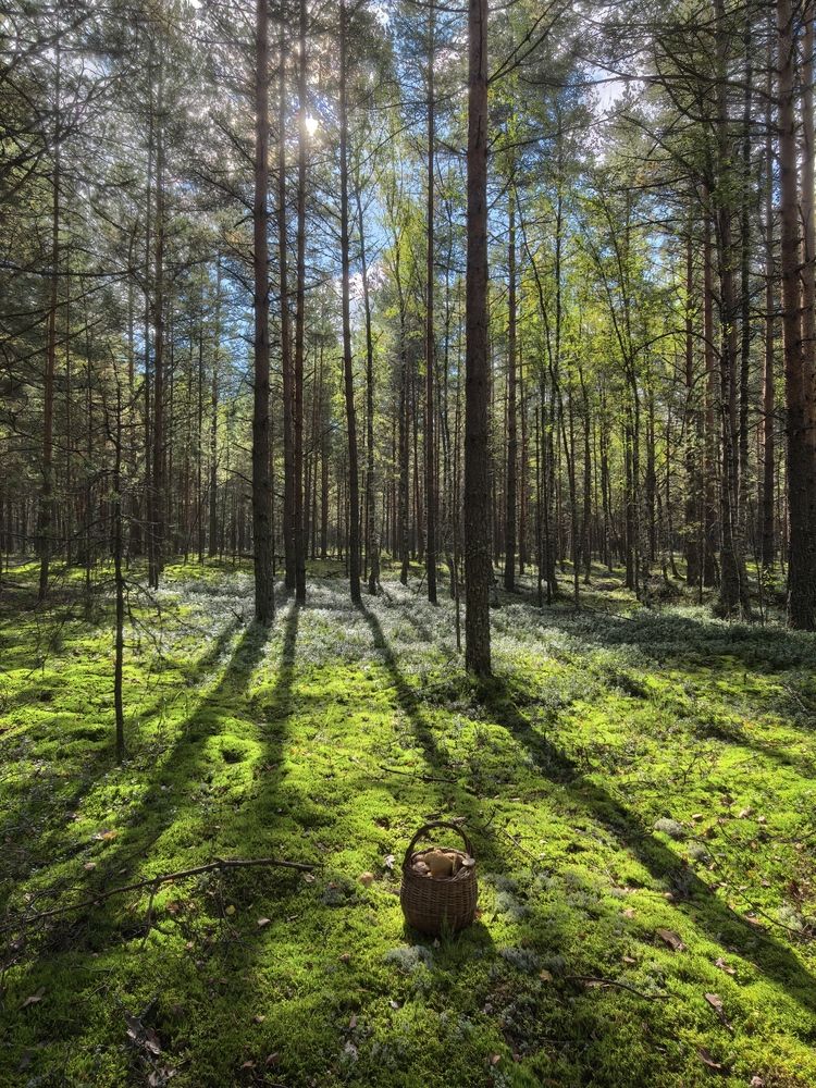 Photograph by Елена Охапкина