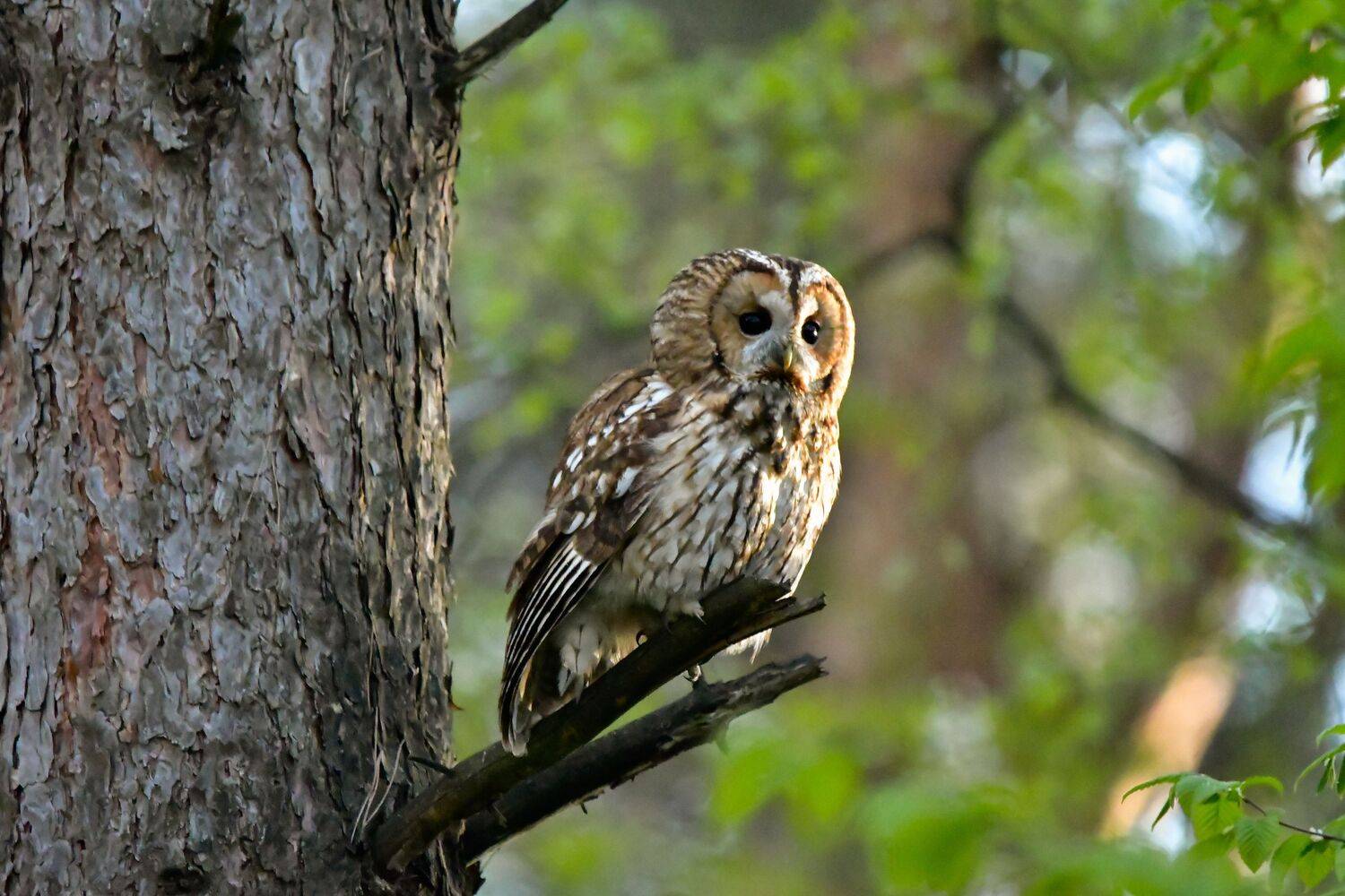 Tawny owl