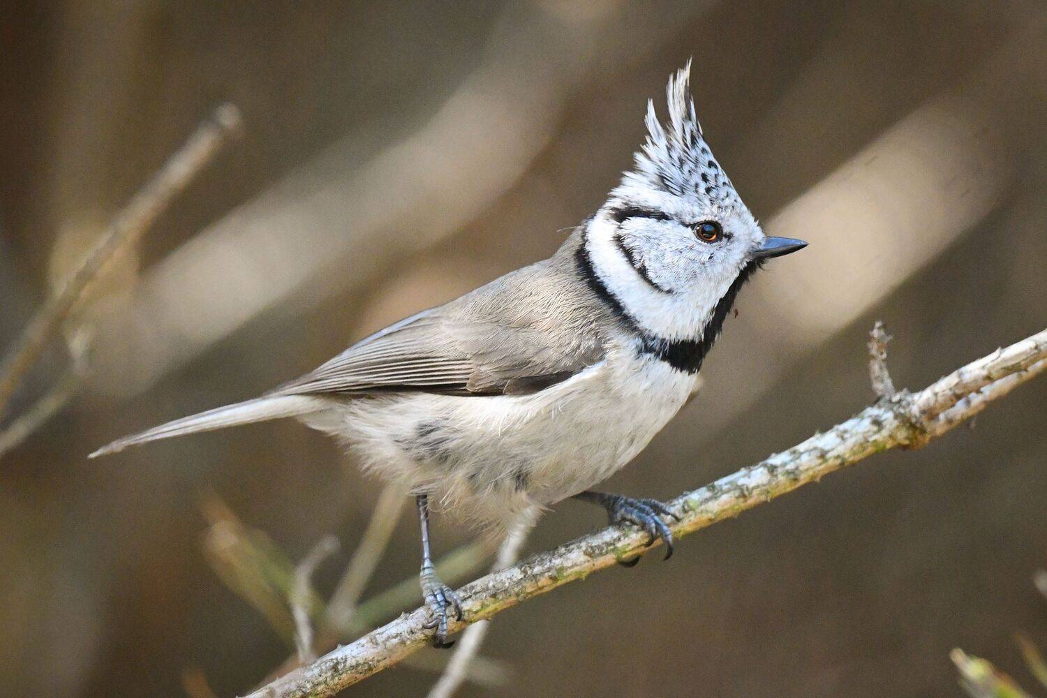 Crested tit