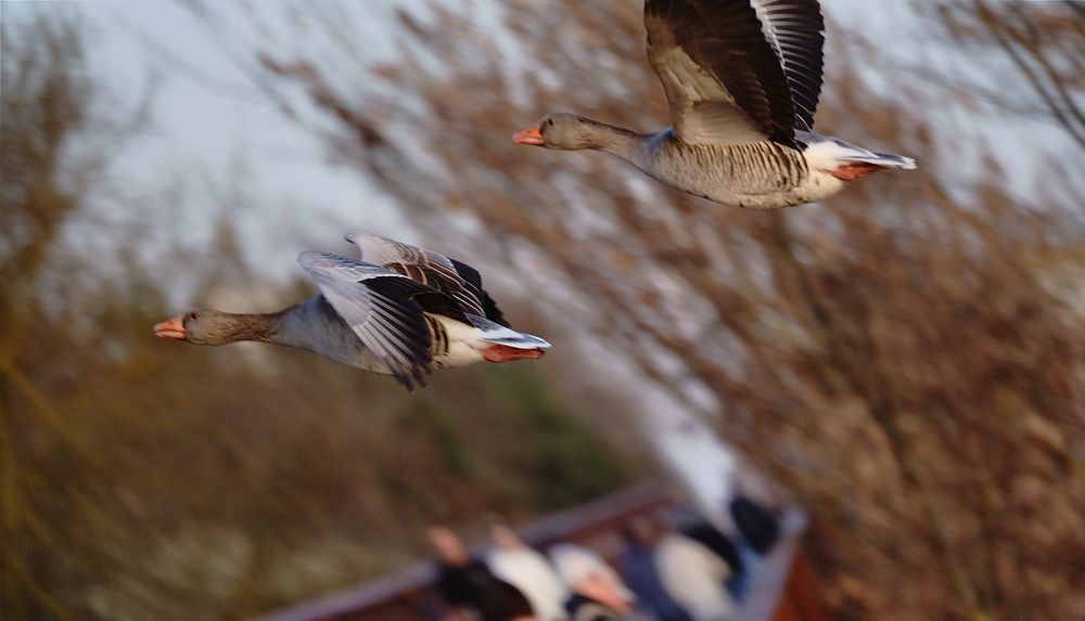 Photo #13463736