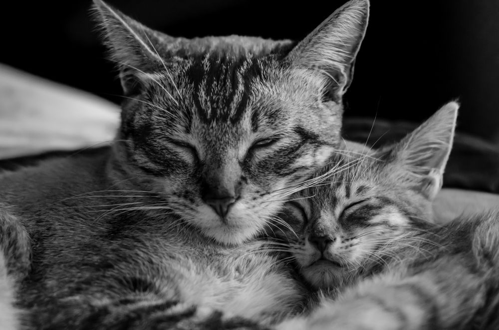 Close to Heart