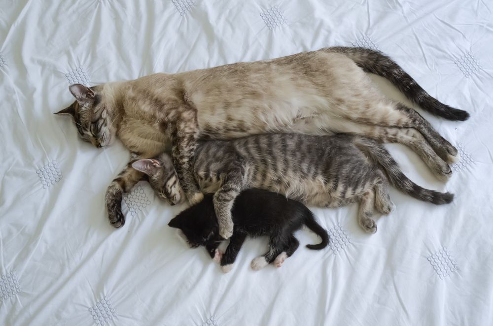 Circle of Care