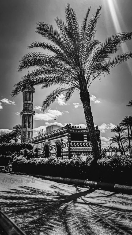 Photograph by Sarrah Yehia